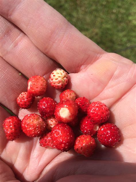 Free Images Plant Raspberry Fruit Berry Summer Food Red
