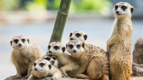 Travel Tip Of The Day How To See Meerkats In South Africa Afktravel