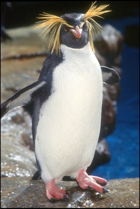 Macaroni Penguin Penguins Rockhopper Penguin Macaroni Penguin