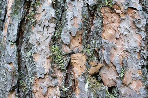 Pine Bark Rough Pine Bark Texture Close Up Stock Image Image Of