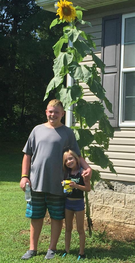 I'd worship her and that cock. Extension Service Announces Giant Sunflower Contest ...