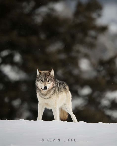 January 12 1995 Marked The Reintroduction Of Wolves To Yellowstone