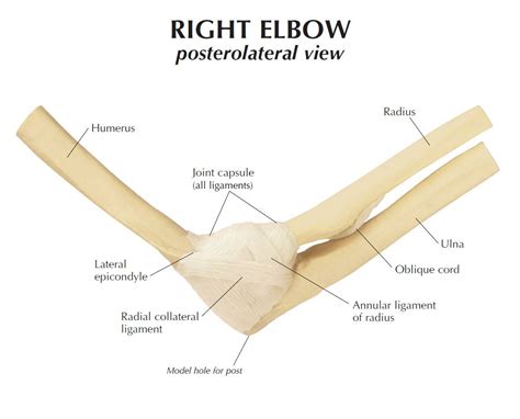 Gpi 1830 Basic Right Elbow Joint Model