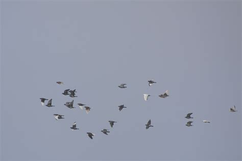 Pigeons Doves And Swarm Free Photo On Pixabay Pixabay