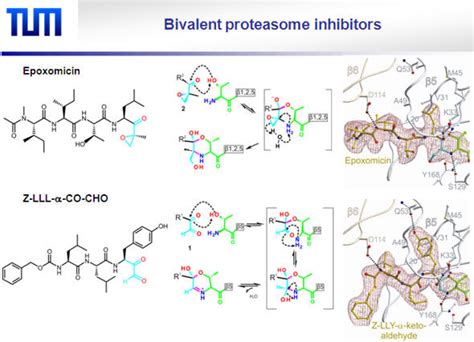 Enzymes that help such reactions are called proteases. Neuer Wirkstoff blockiert Proteasom reversibel