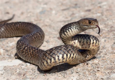 Eastern Brown Snake Brisbay Snakecatchers Brisbane