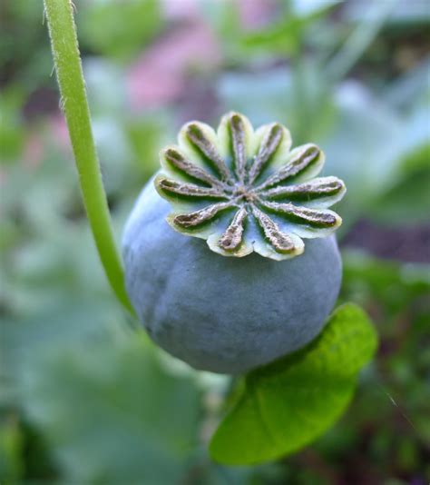 Of the six major plant parts, seeds are the dominant source of human calories and protein. Less Noise, More Green: Harvesting Poppy Seeds