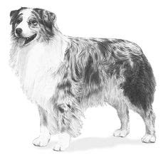 Mewarnai indah Kleurplaat Australian Shepherd Puppie