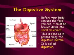 Digestive system function, videos & examples process of digestion: THE DIGESTIVE SYSTEM PPT | Teaching Resources