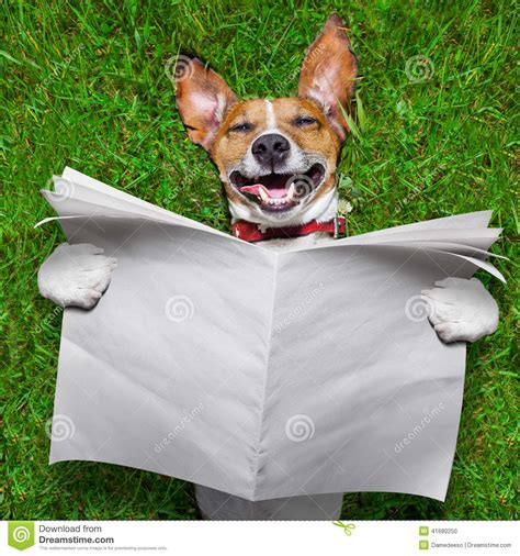 Very Funny Dog Stock Photo Image Of Magazine Laugh 41680250