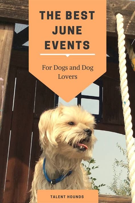 The Best June Events For Dogs And Dog Lovers Talent Hounds Dogs