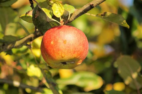 Download Free Photo Of Appletreeleavesfruitgarden From