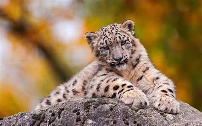 Leopard Snow Cool Leopardo Animales Fondos Schneeleopard