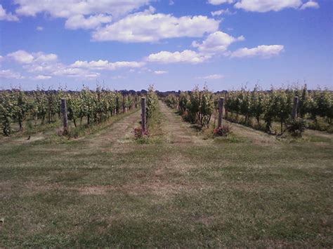 East Coast Wineries Saltwater Farm Vineyards An Important New Find In