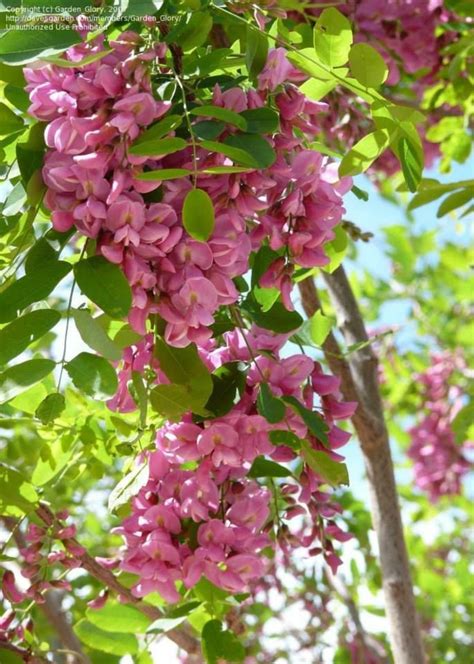 As is common with rapidly growing trees they are prone to dropping significant branches and losing their shape, not to. Robinia pseudoacacia 'Purple Robe' (With images) | Fast ...