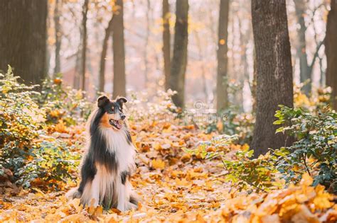 Rough Collie Funny Scottish Collie Long Haired Collie English Collie