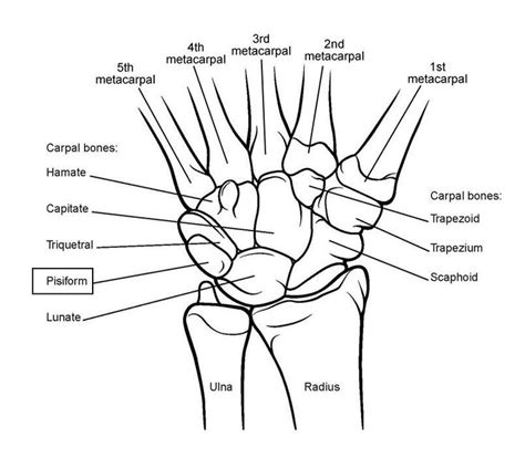 Reset help central cand matrix group 2 lacuna group 2 group 2 osteocyte in lacuna. 107 best images about anatomy and use of the hand and arm ...