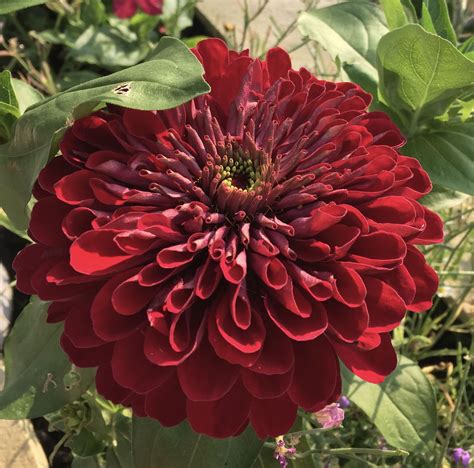 Zinnia Benarys Giant Deep Red Zinnias Planting Flowers Blossom