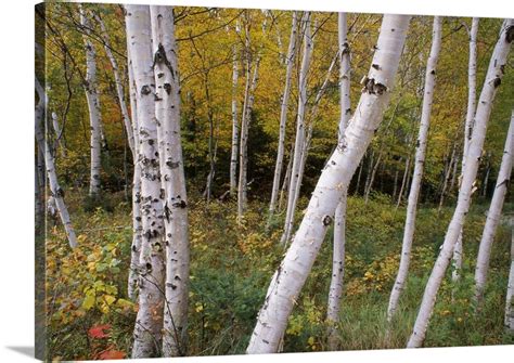 Stand Of White Birch Trees Wall Art Canvas Prints Framed