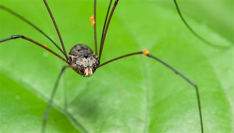 Common Spiders In Massachusetts Sciencing