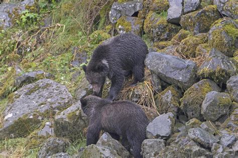 Grizzly Bear Cubs Playing 15271203 Stock Photo At Vecteezy
