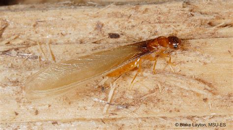 Formosan Termite Swarmer No 6 Mississippi State University Extension