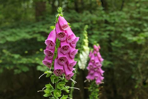 Foxglove Elegant Flowers With A Toxic Twist Eat The Planet