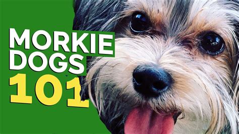 Morkie Dogs 101 Youtube