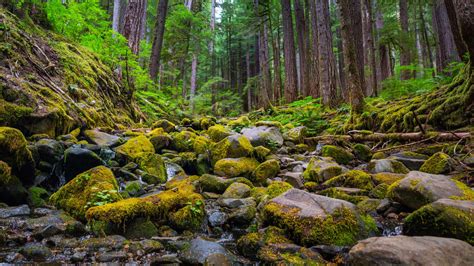 Green Algae Covered Stones Rocks Fall Forest Background Hd Fall