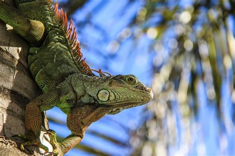Descubre Los Sorprendentes Tipos De Iguana Ideales Como Mascota