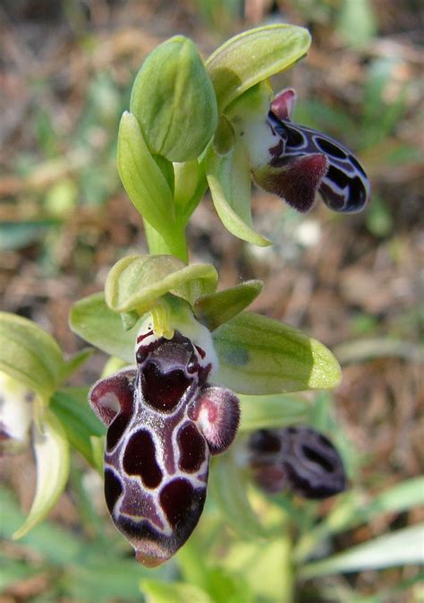 Ophrys Kotchyi Rare Orchids Unusual Flowers Beautiful Orchids