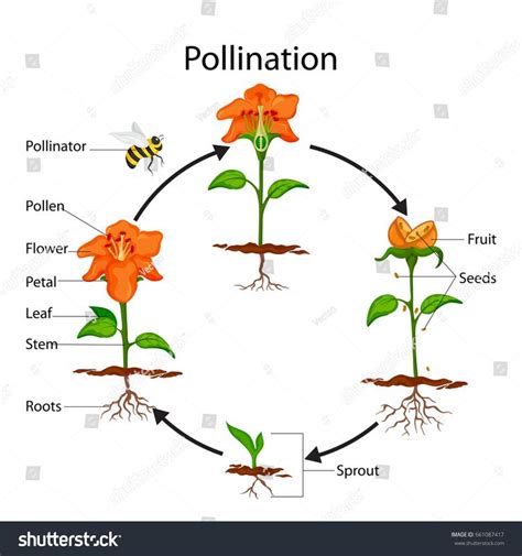 As bees collect nectar, pollen from the anther (male part). Education Chart of Biology for Pollination Process Diagram ...