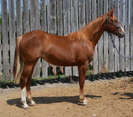 Top horses & pony's for sport & breeding ✔ horses for privat and trade ♞ use all search criteria for free ► find your dreamhorse on ehorses.com! Paint Horses, Quarter Horses For Sale - Ranch Geldings, Mares, Fillies, Stallions, foals