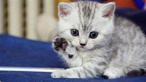 Rüyada kedi görmek ne demek yorumu nedir? - SonHaberler
