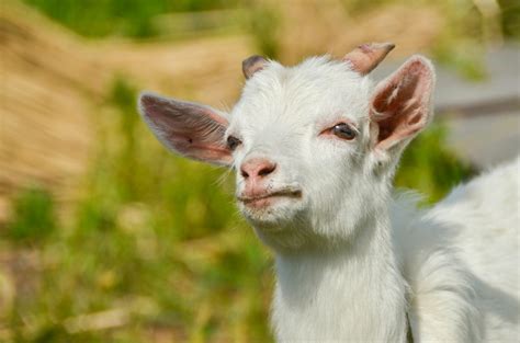 Get the best pet supplies online and in store! Pet Goat Photos | ThriftyFun