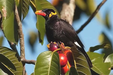 Burung ini adalah penghuni hutan dan tinggal pada tajuk pohon yang tinggi. 9 Cara Budidaya Burung Beo Nias dengan Mudah ...