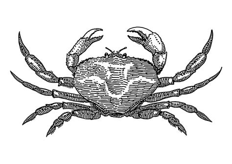 Kleurplaat krab. Gratis kleurplaten om te printen afb 18568.