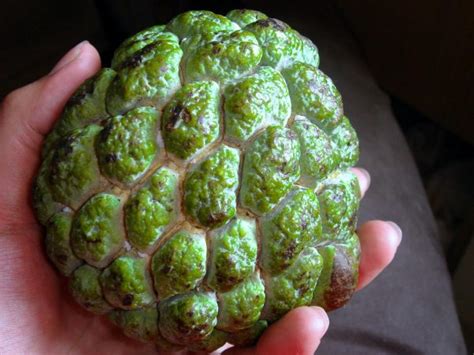 21 Exotic Fruits Around The World Where When To Eat Them