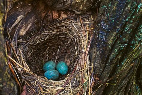 Bird Nesting Season What You Can Do To Help Birds Nesting In Hedges