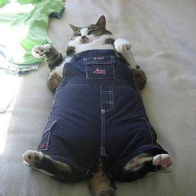 We did not find results for: Fat cat | Animal costumes | Pinterest | Cats, Overalls and ...