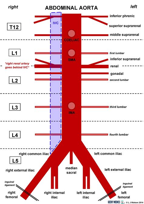 A good amount of area is covered by the abdominal wall. Abdominal Aorta | Geeky Medics