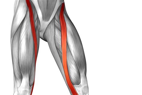 The Longest Muscle In The Body Sartorius Muscle Step To Health