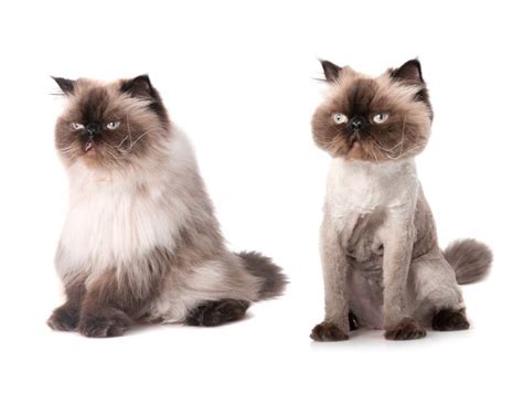 View Source Image Pet Grooming Before After Pinterest View Source Cat And Pet Grooming