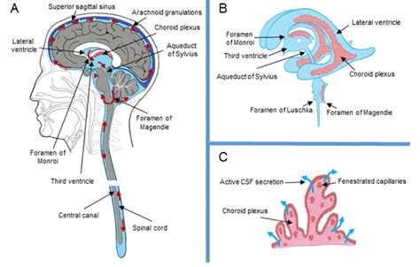 A The Scheme Of The Cerebrospinal Fluid System With Location Of The Download Scientific