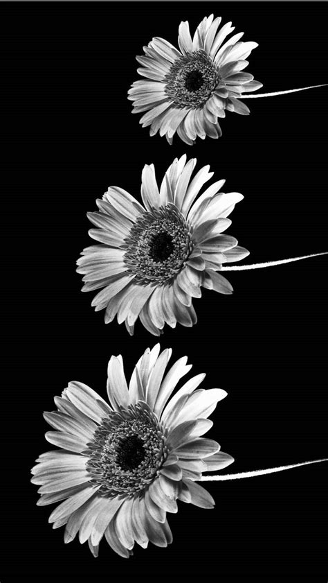 Hd and qhd beautiful black and white wallpapers androidguys 1920×1200. Iphone Wallpapers Tumblr (87+ background pictures)