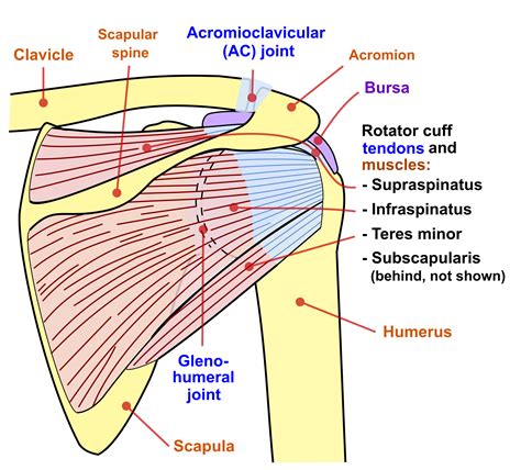 Shoulder Anatomy Diagram Rotator Cuff Anatomy Muscles Function And