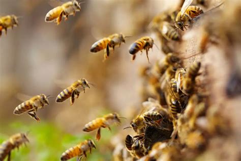Can Bees Call For Help How Bees Use Pheromones For Defence Revive A Bee