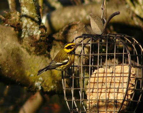 You would probably need to use google or another search engine to find one in your area. Portland Oregon Backyard Birds: The Great Backyard Bird Count