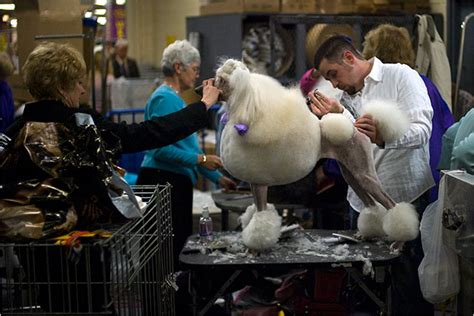 For Poodles Maintenance Of The Highest Order The New York Times