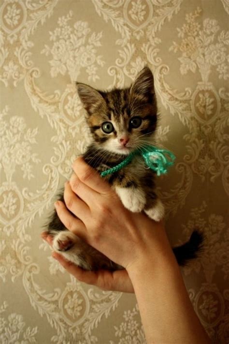 15 Really Cute Kittens Kitty Bloger